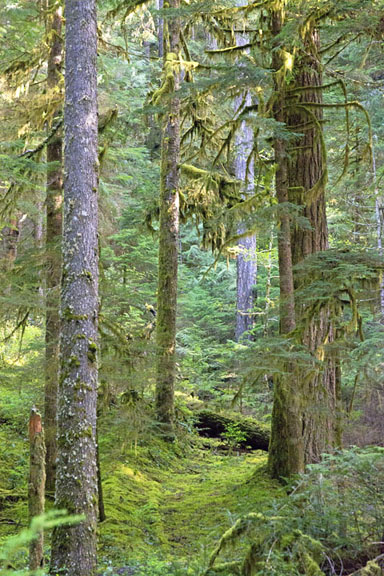 opal creek forest graphic